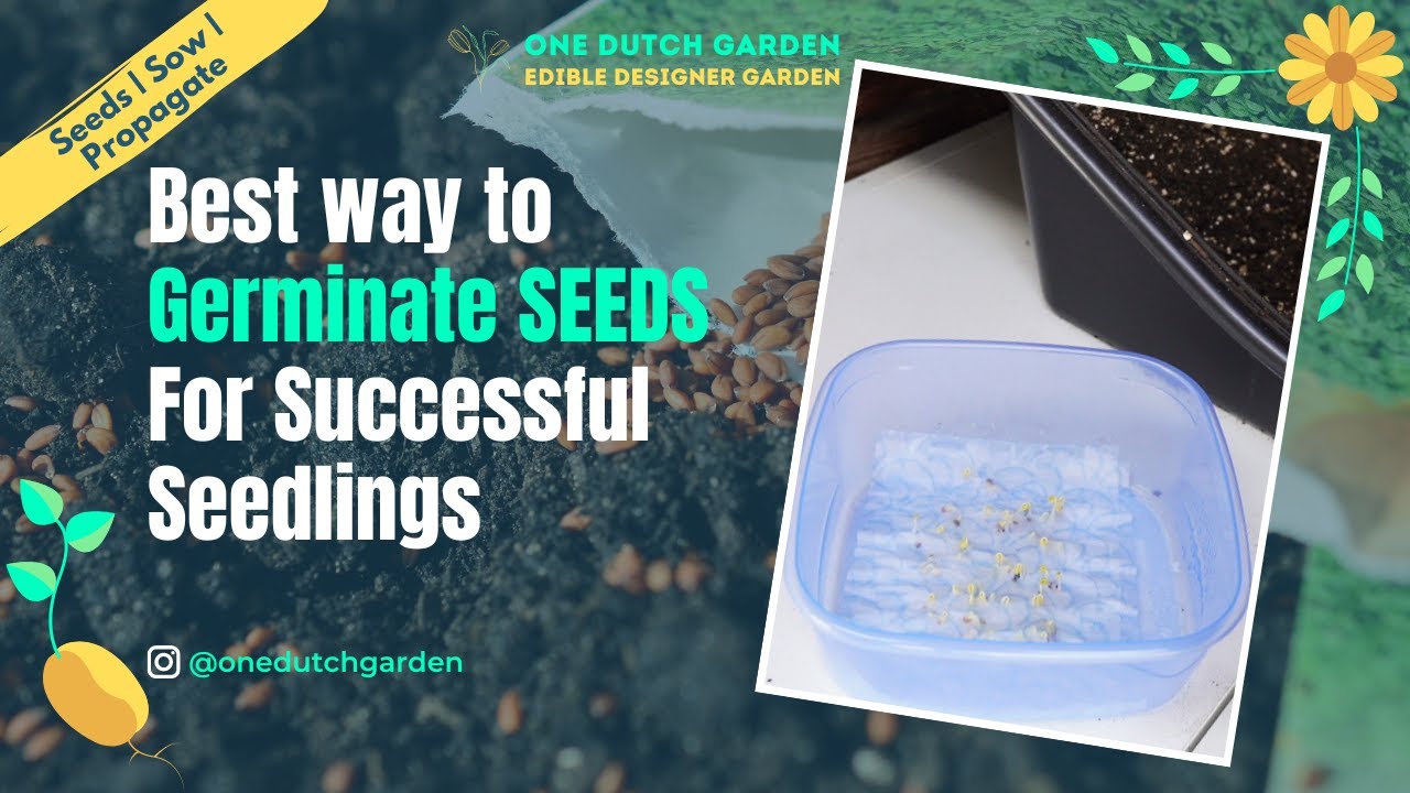 Best method to germinate seeds | Start successful seedlings