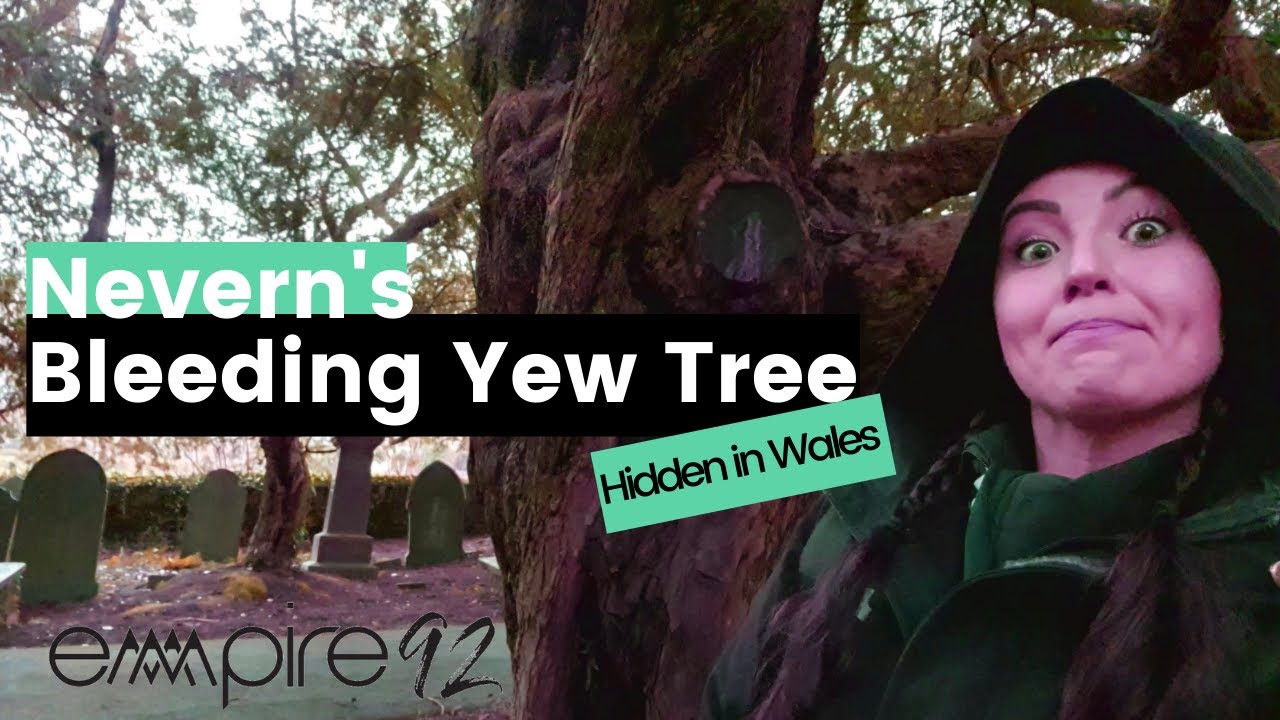 Things to do in Pembrokeshire: Nevern's Bleeding Yew Tree!