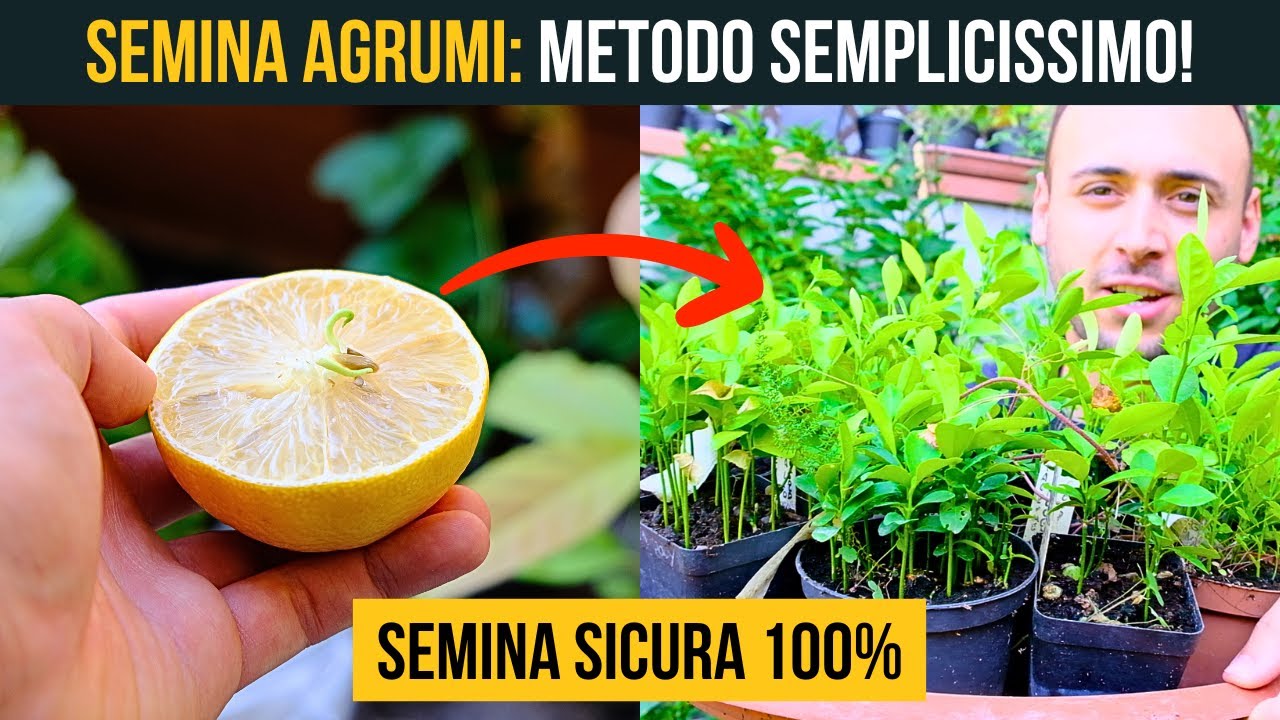 GUIDA SEMPLICE ALLA SEMINA DEGLI AGRUMI 🍋‍🟩🍋 CON 100% DI SUCCESSO 🔝🍊