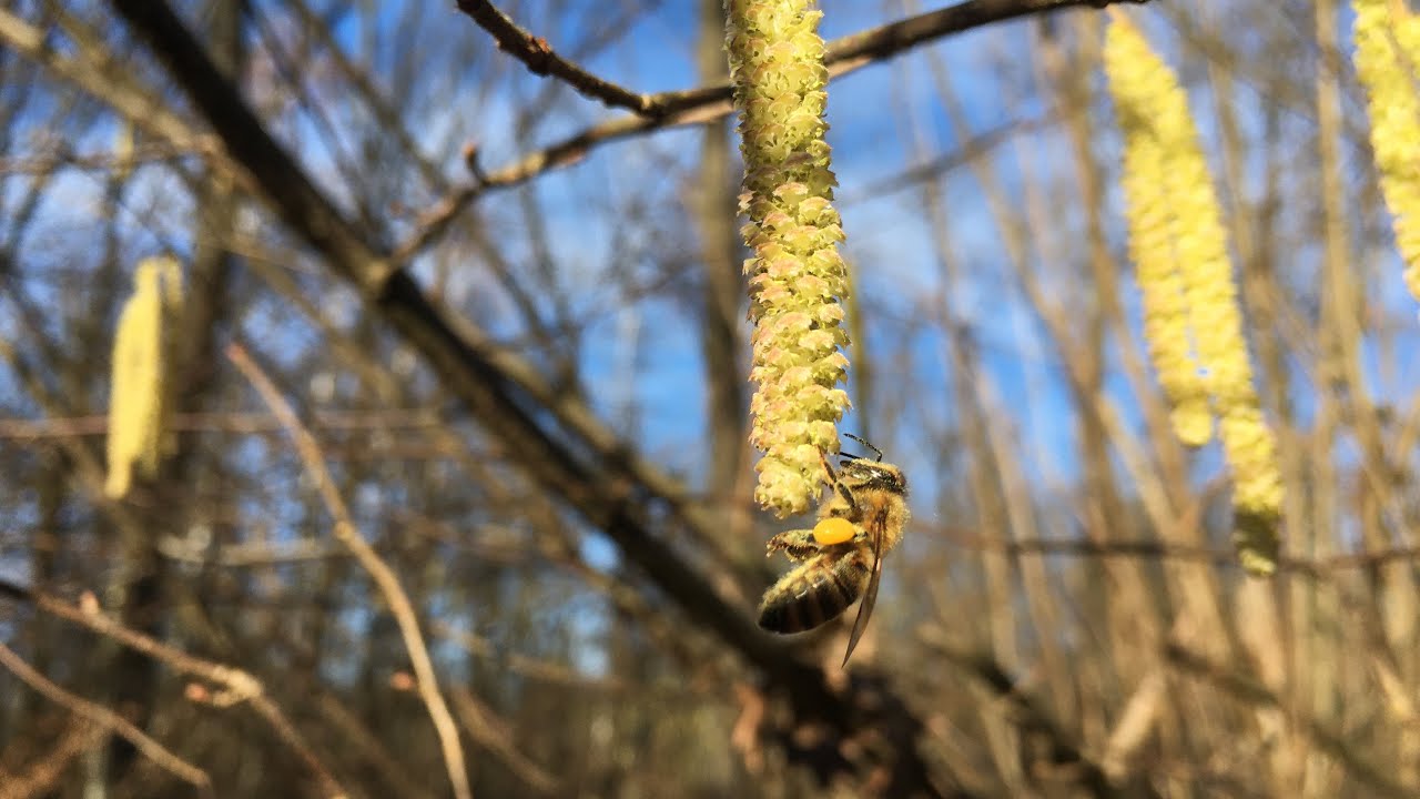 Pierwszy pyłek w lutym. Pszczoły 2022