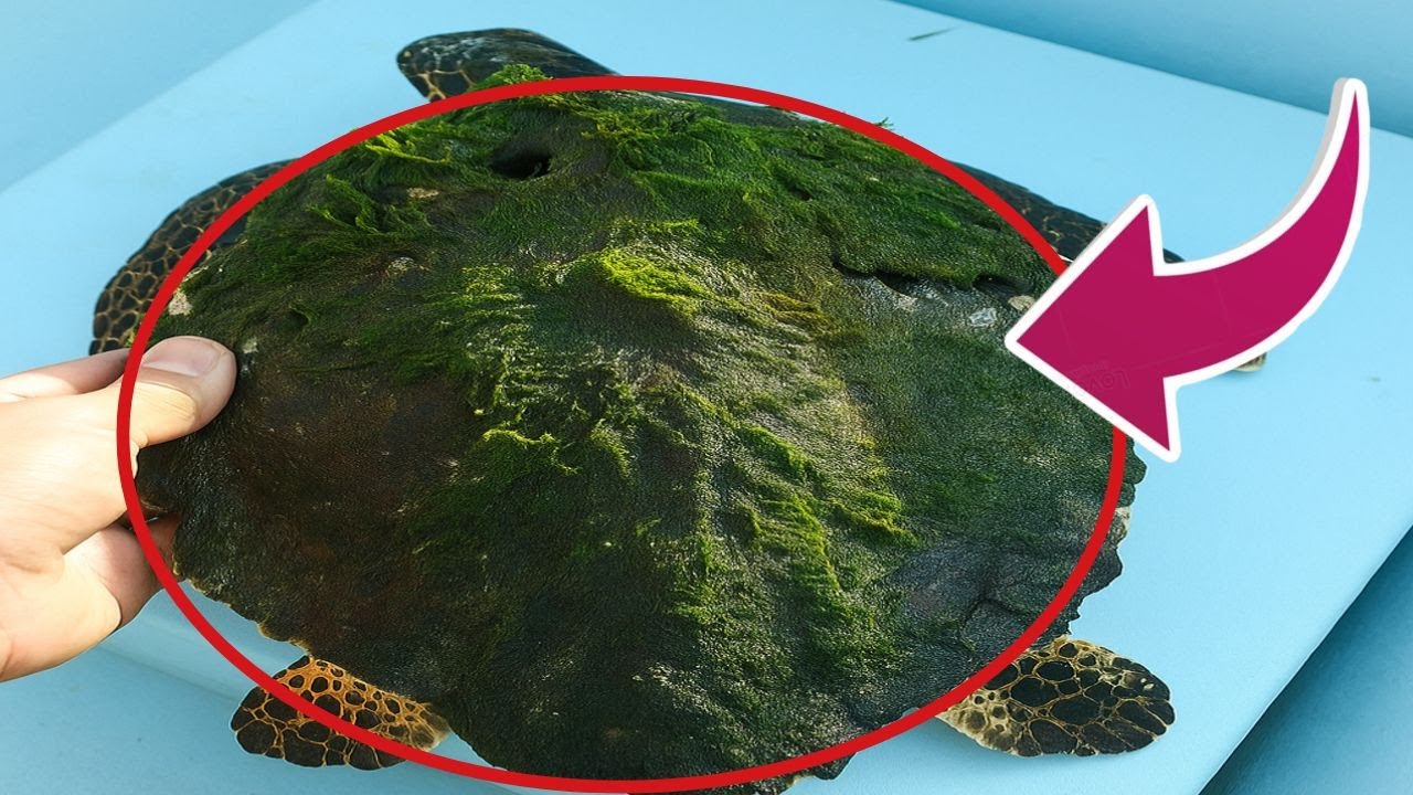 DISTURBING TRUTH! Barnacle Overgrowth Is Slowly Killing Sea Turtles #BarnacleRemoval