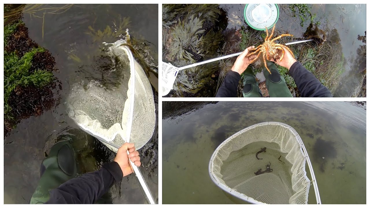 P&ecirc;che &agrave; Pied avec une Epuisette ; Grande Mar&eacute;e ; Crevette ; Etrille ; Araign&eacute;e ; Bretagne ; France