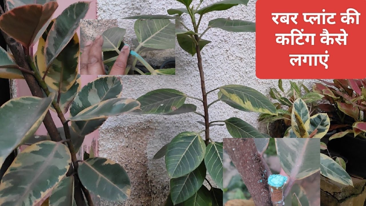रबर के पौधे को कटिंग से कैसे लगाएं पूरी जानकारी 
