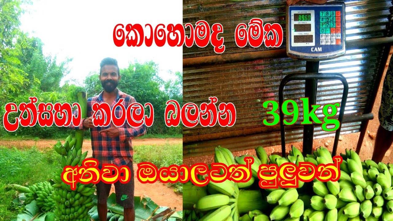 June 8, 2024slfarmers|කෙසෙල් වගාව|banana cultivating in srilanka|බලන්න ඔයාලටත් පුලුවන්💪k