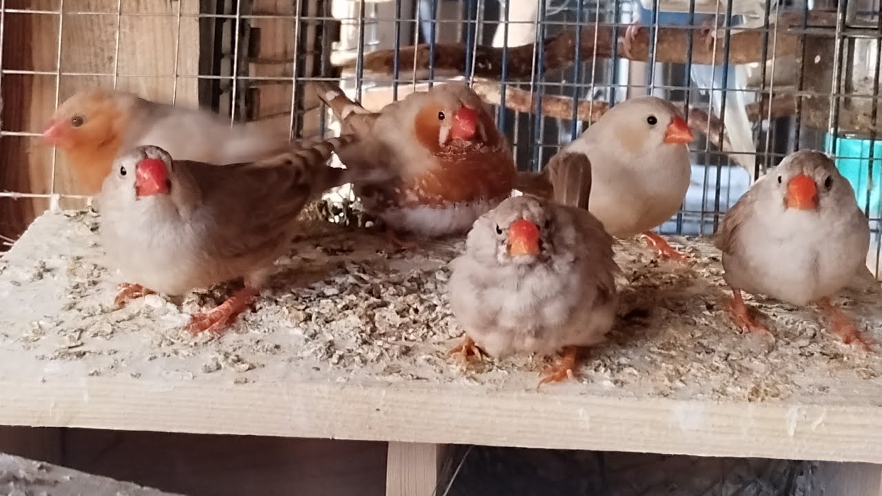 drobna egzotyka, zeberki, zmieniamy wolierę na większą, zajrzymy do gniazd czy coś się dzieje