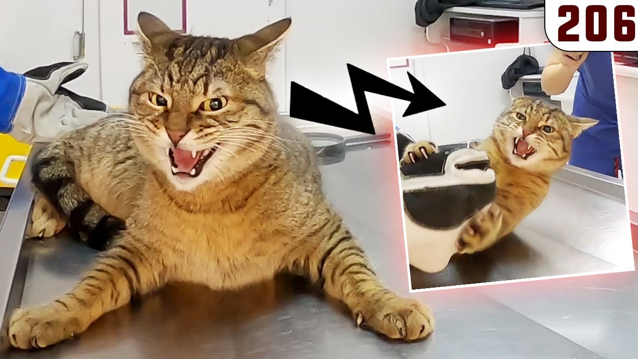 HIRÇIN KEDİ SALDIRISI MI DEDİNİZ? 😐 (Gözdeyi Yırttı, Damarımı Patlatacaktı) DorukFighter @DoBiDa 206