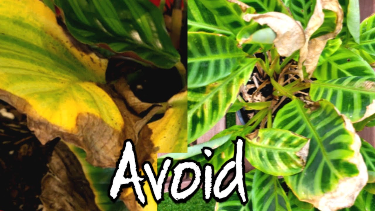 Awesome tips to Stop Calathea Problems
