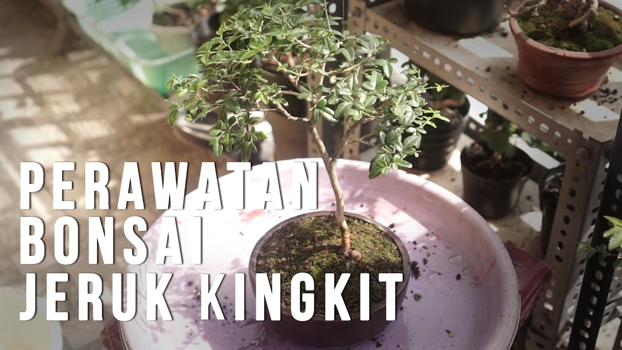 Perawatan bonsai kingkit mini