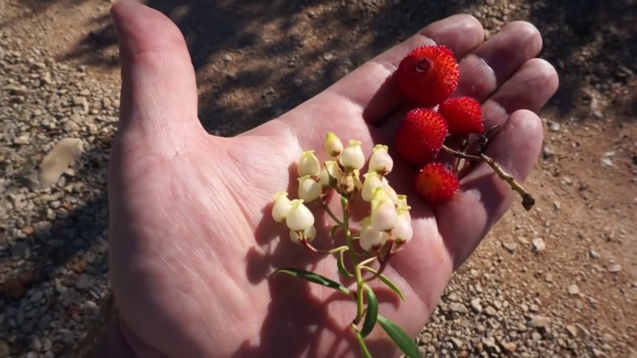 Drzewo poziomkowe (Arbutus unedo), inaczej chruścina jagodna