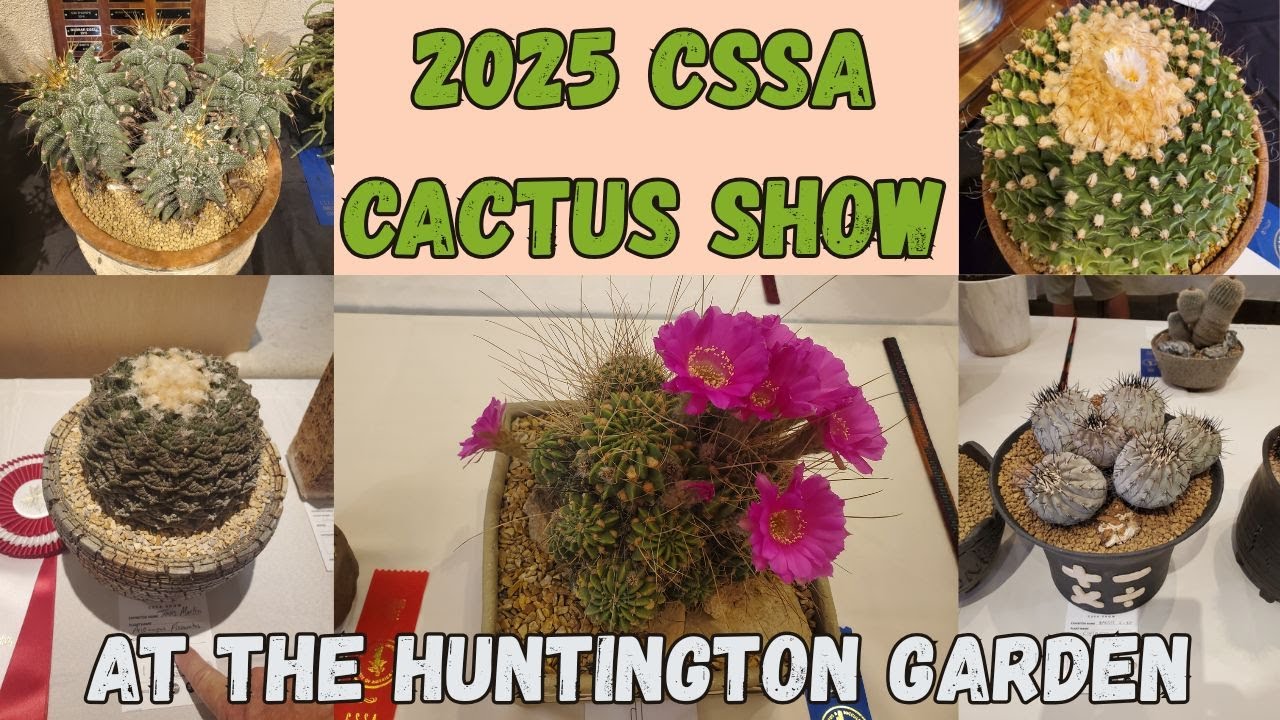 2025 Huntington Cactus Show (Mammillaria, Ariocarpus, Aztekium, Rebutia, and More!)
