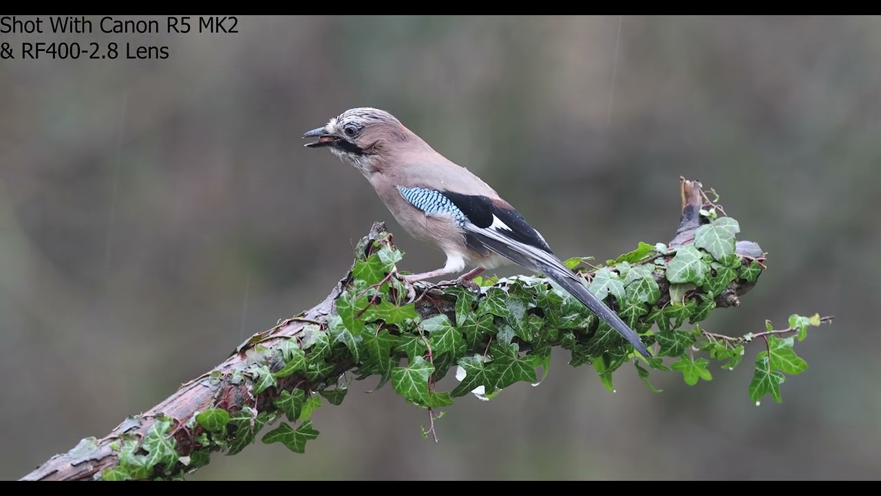 Leeds Wildlife Hide