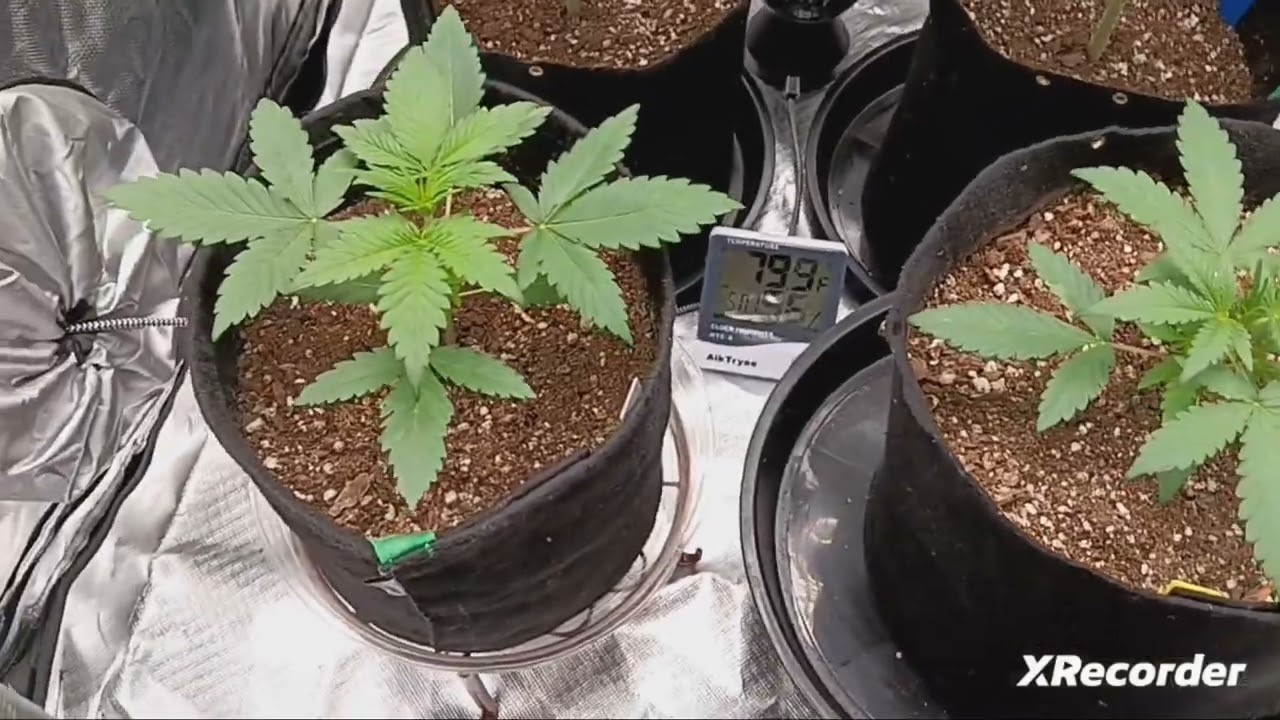 🦤💩 Grow update🙌🏽🍻 Using Gaia Green 444  All Purpose 284 Power Boom💸💸💸