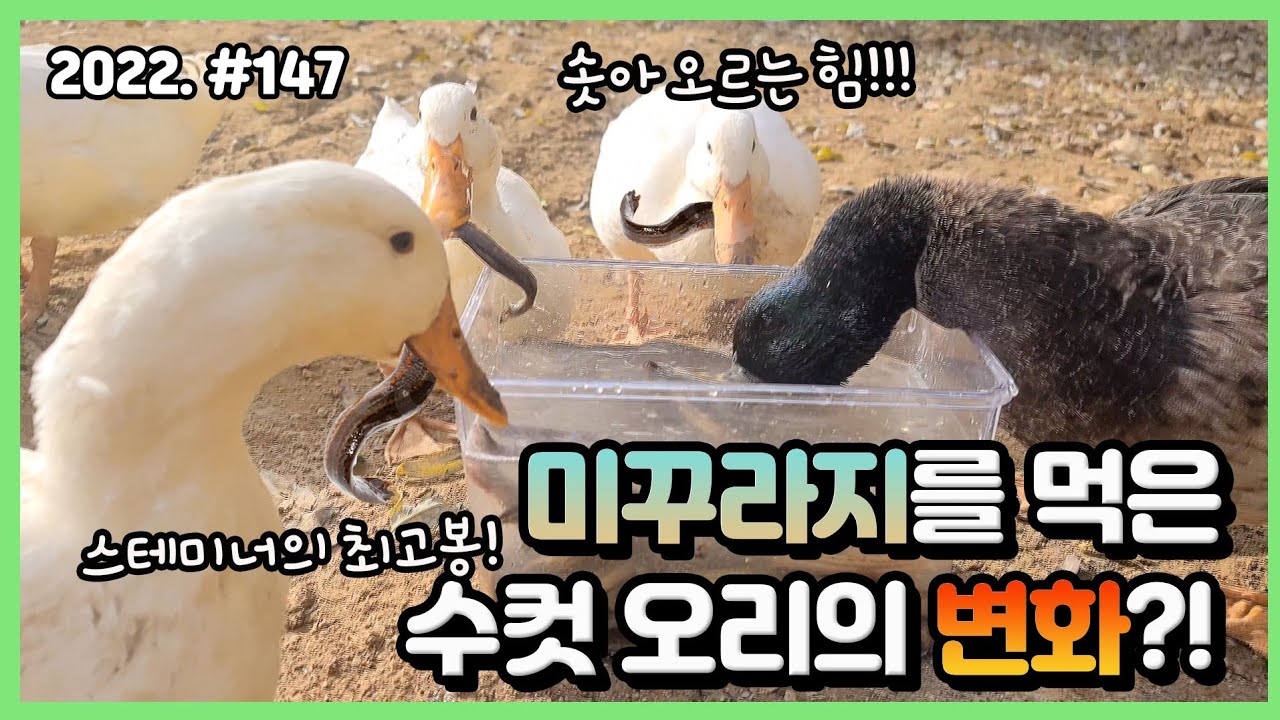 암컷 두 마리를 거느린 대장 오리가 확 달라졌습니다 ㄷㄷ