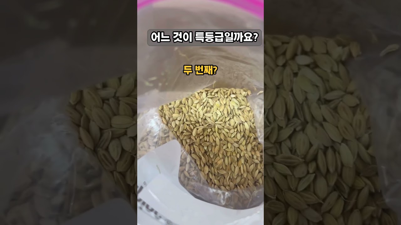￼쌀을 구매 하실 때 쌀 등급을 보시죠 저희는벼등급을 봅니다  좋은 쌀을 생산 하기 위해서는 좋은 벼 보급 종자가 있어야 하고 또 벼 등급 판정을 해야 합니다