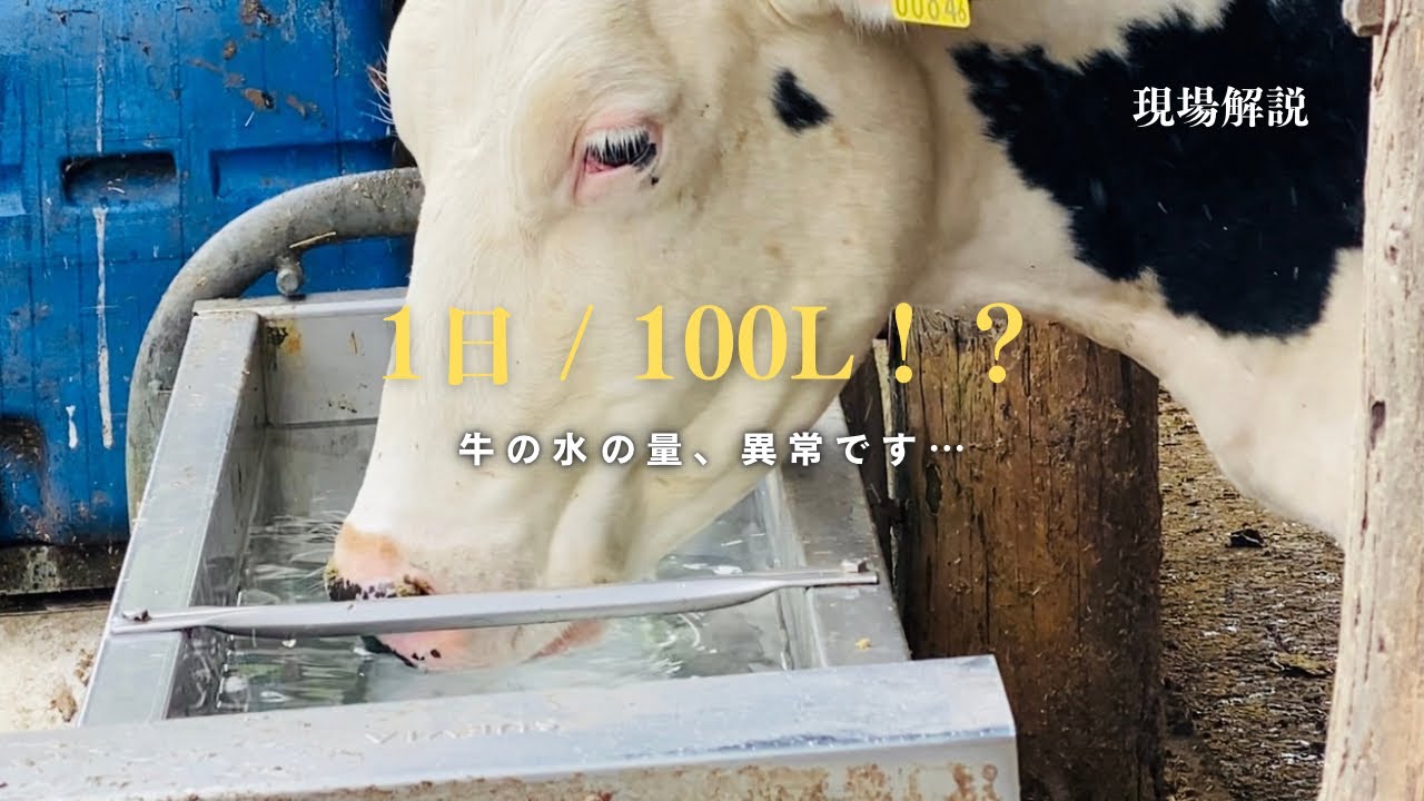 【現場解説】牛は1日に100Lも水を飲む⁉︎