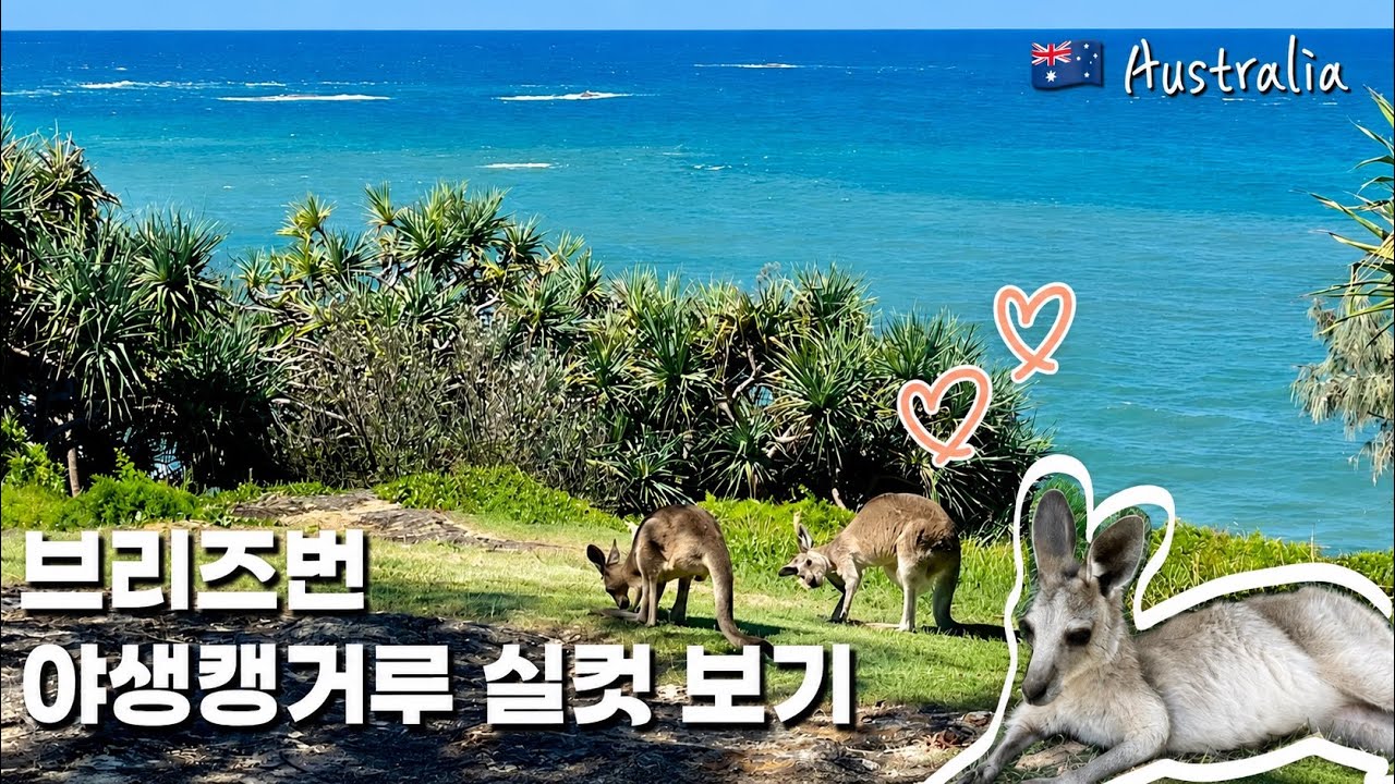 🇦🇺 호주 브리즈번 여행 브이로그 | 12월 호주 크리스마스 즐기기 | 야생캥거루 보러 노스스트라드브로크 섬 당일치기