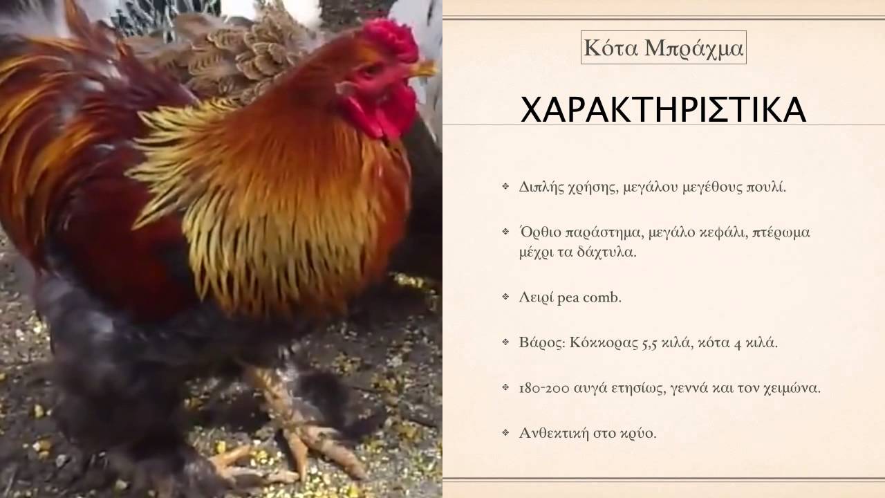 Η κότα ράτσας μπράχμα