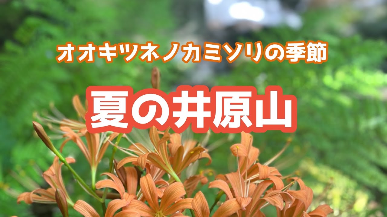 【井原山】夏の井原山 オオキツネノカミソリ鑑賞 No.211