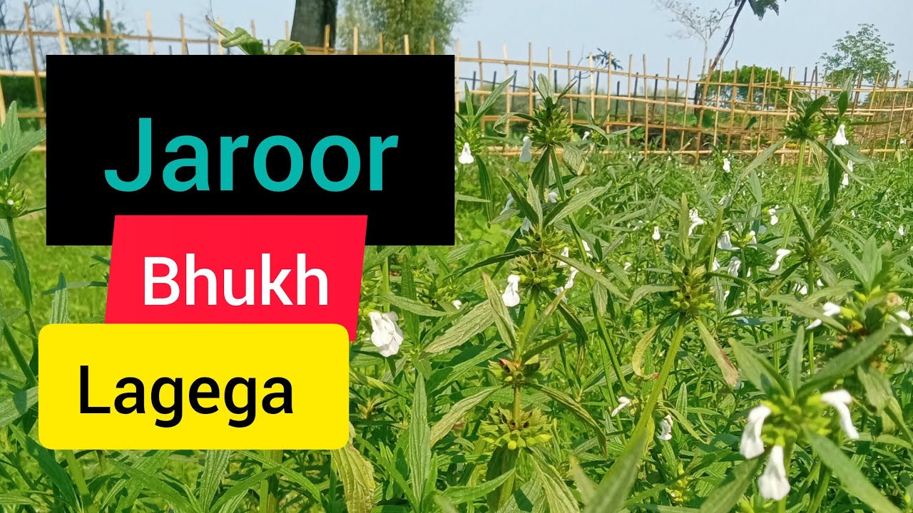 Hajami Shakti badhane ka ghrelu nuskha