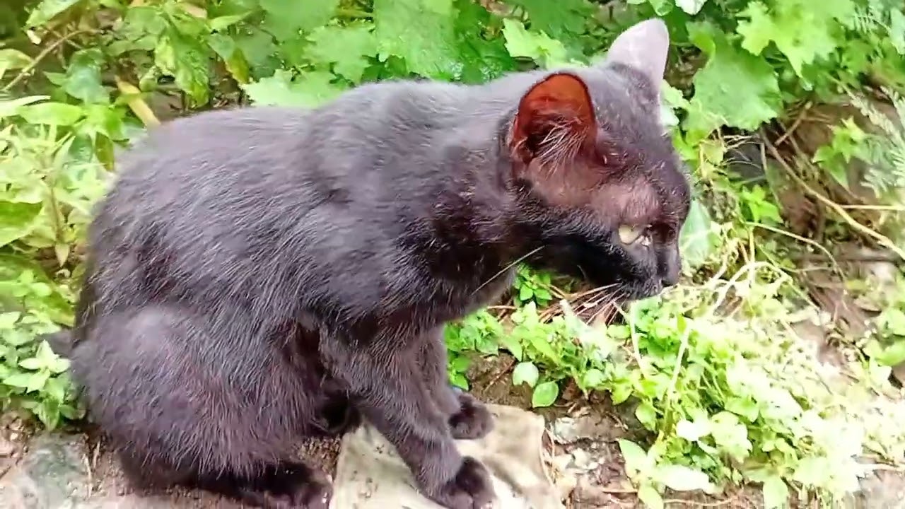 @Kucing kucing yang lucu habis main langsung pulang mankan bersama sama