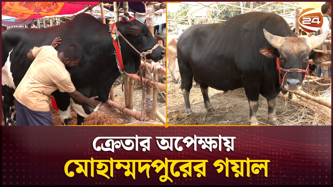 তেজগাঁও হাটে ১২ লাখ টাকার পাবনার ডন অর্ধেক দামে বিক্রির চেষ্টা | Cow Haat | Qurbani | Eid ul Adha