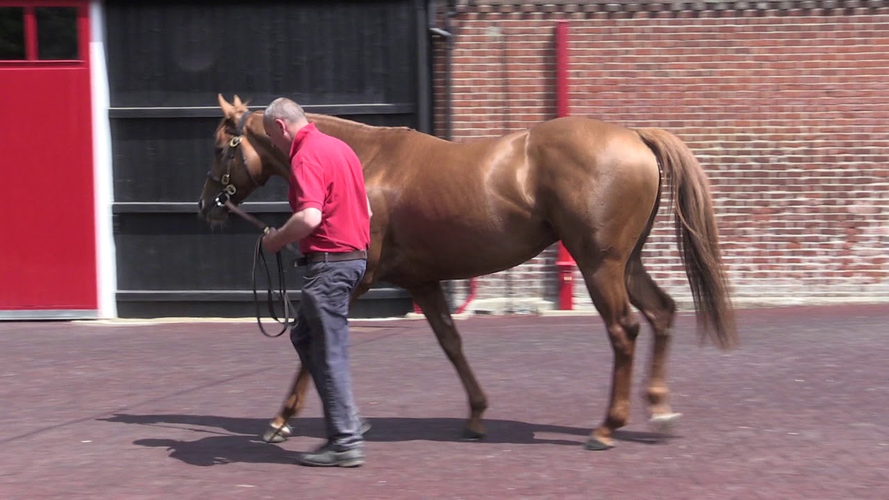 ULYSSES - at Cheveley Park Stud