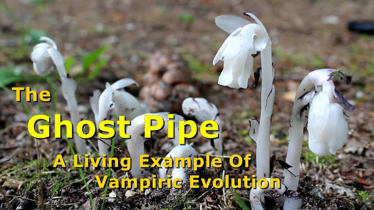 The Ghost Pipe - A Living Example Of Vampiric Evolution