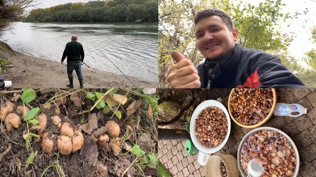 Я с папой собираем грибы рядовка. 11.10.2025 г