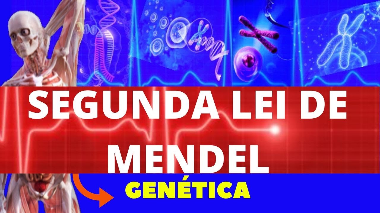 SEGUNDA LEI DE MENDEL - GENÉTICA (EXERCÍCIO AO FINAL) - ENSINO SUPERIOR - 2ª LEI DE MENDEL