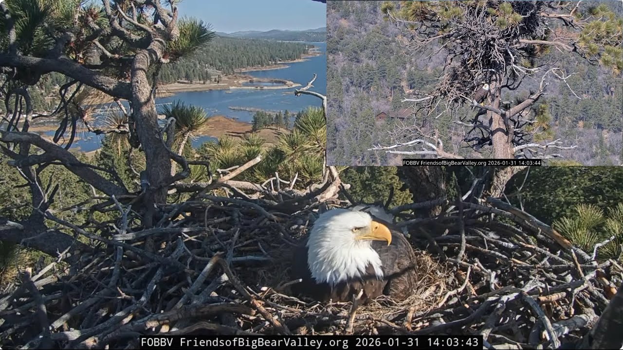 Jackie and Shadow, afternoon and evening of January 31st 2026 @FOBBVCAM