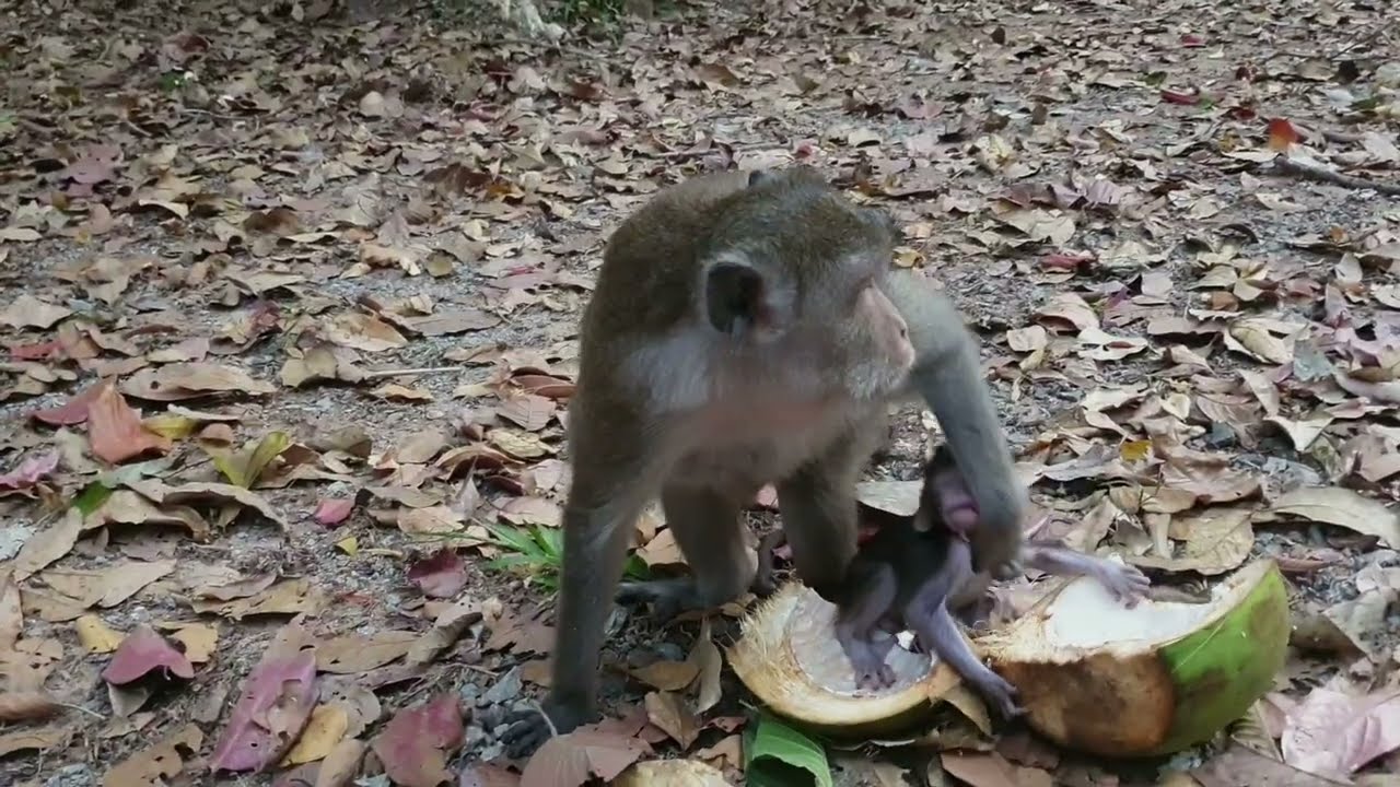 Why Monkey Anna Mistreat Amina: Shocking 100-Letter Title That Reveals a Heartbreaking Jungle Story