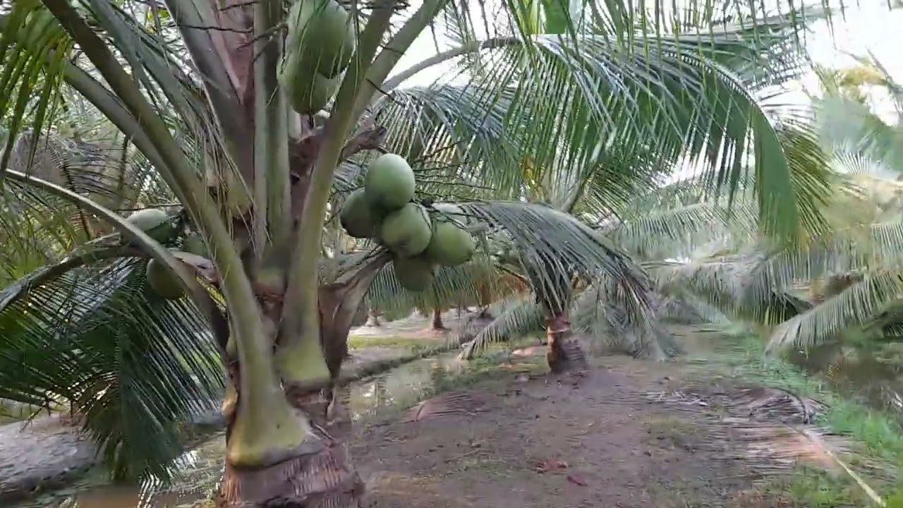 Chiều hôm nay kính Chào anh chị em đã xem video vườn dừa ta của em 