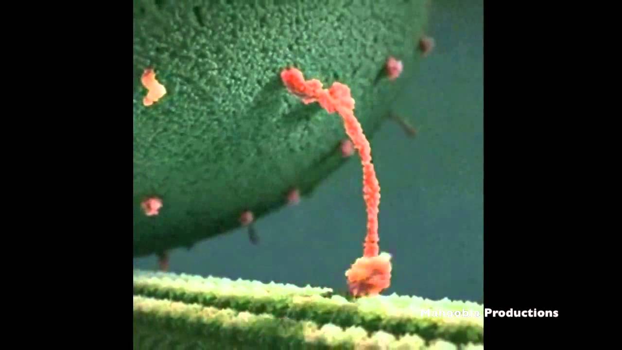 Kinesin Protein Stayin' Alive