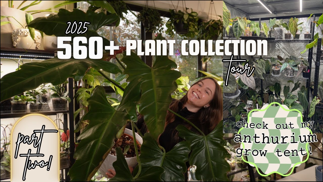 My entire 560 + houseplant collection (rare + common) |  2025 Plant Tour PT2