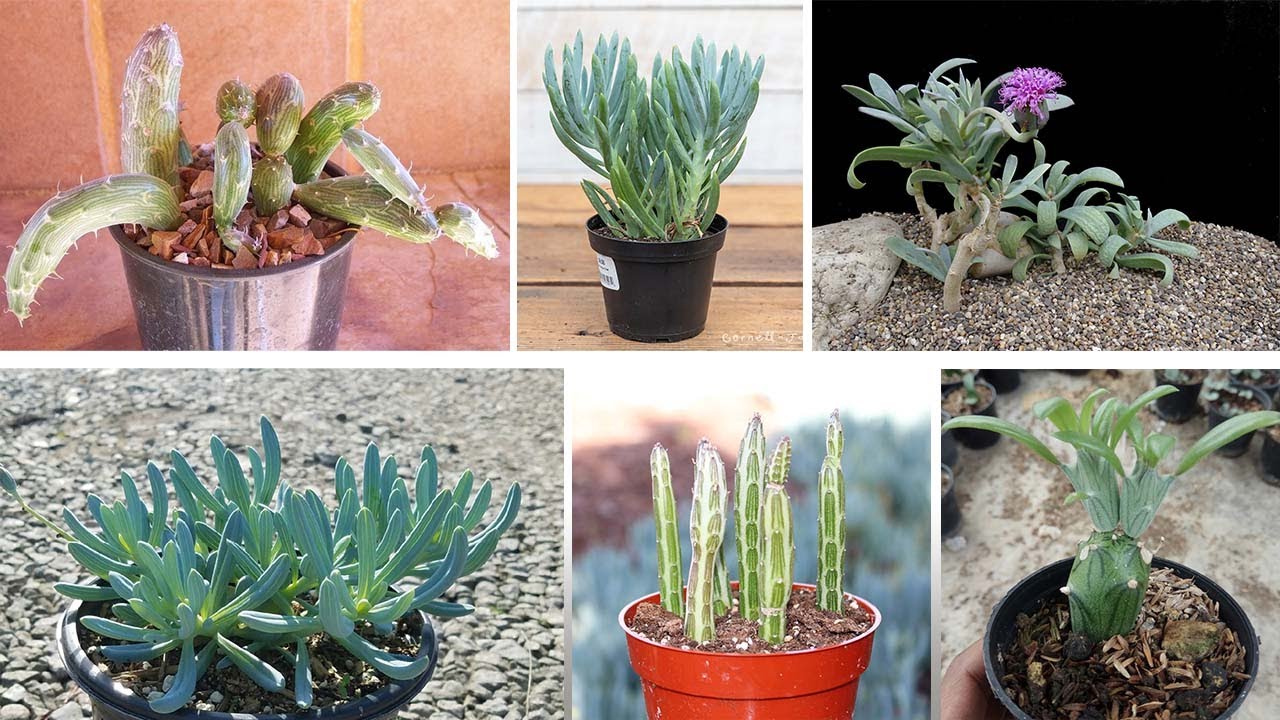 Una suculenta extraordinaria 😳 21 Tipos de Kleinia !
