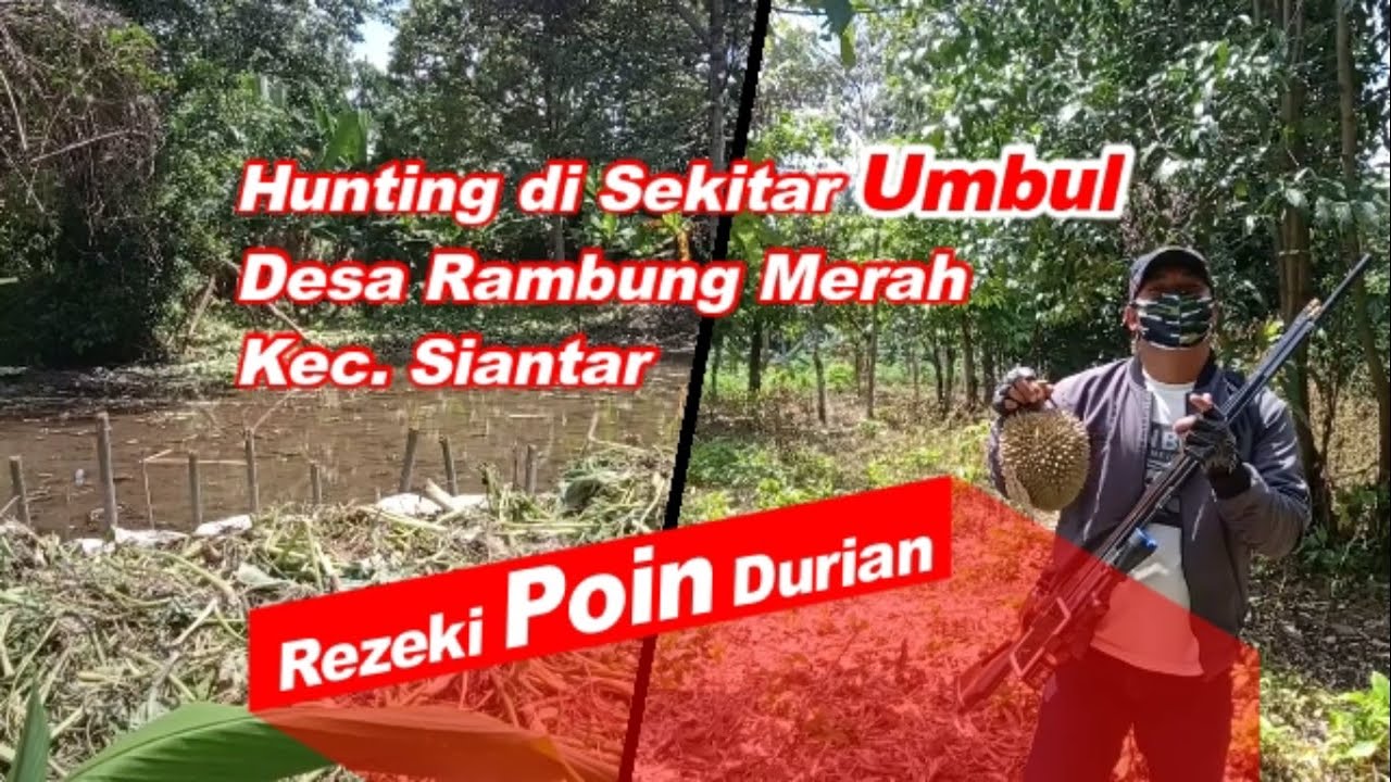 Serunya Hunting di Spot-Umbul-Desa Rambung Merah, Rezeki dapat POIN Durian | SNIPER Siantar