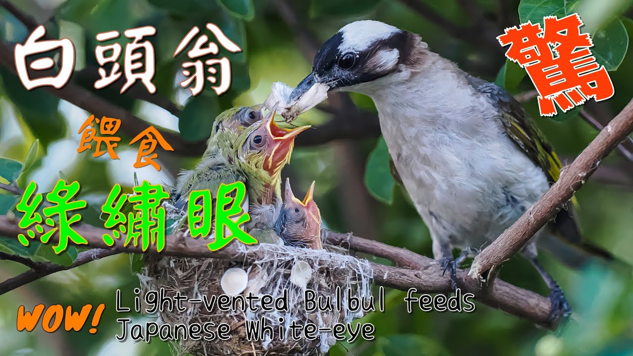 白頭翁餵食綠繡眼雛鳥,真稀奇!4K|Wow! Light-vented Bulbul feeds Japanese-White-eye