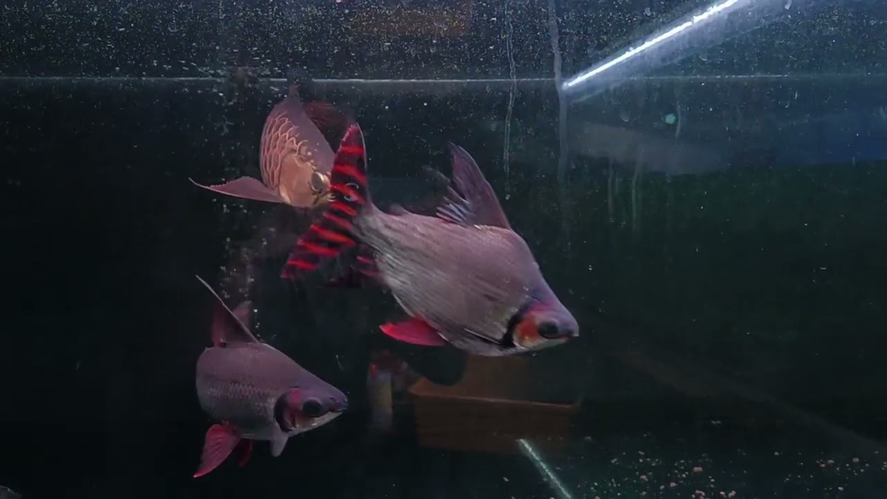 37cm 🇹🇼 Taiwan 水工匠   過背金龍魚🎖️