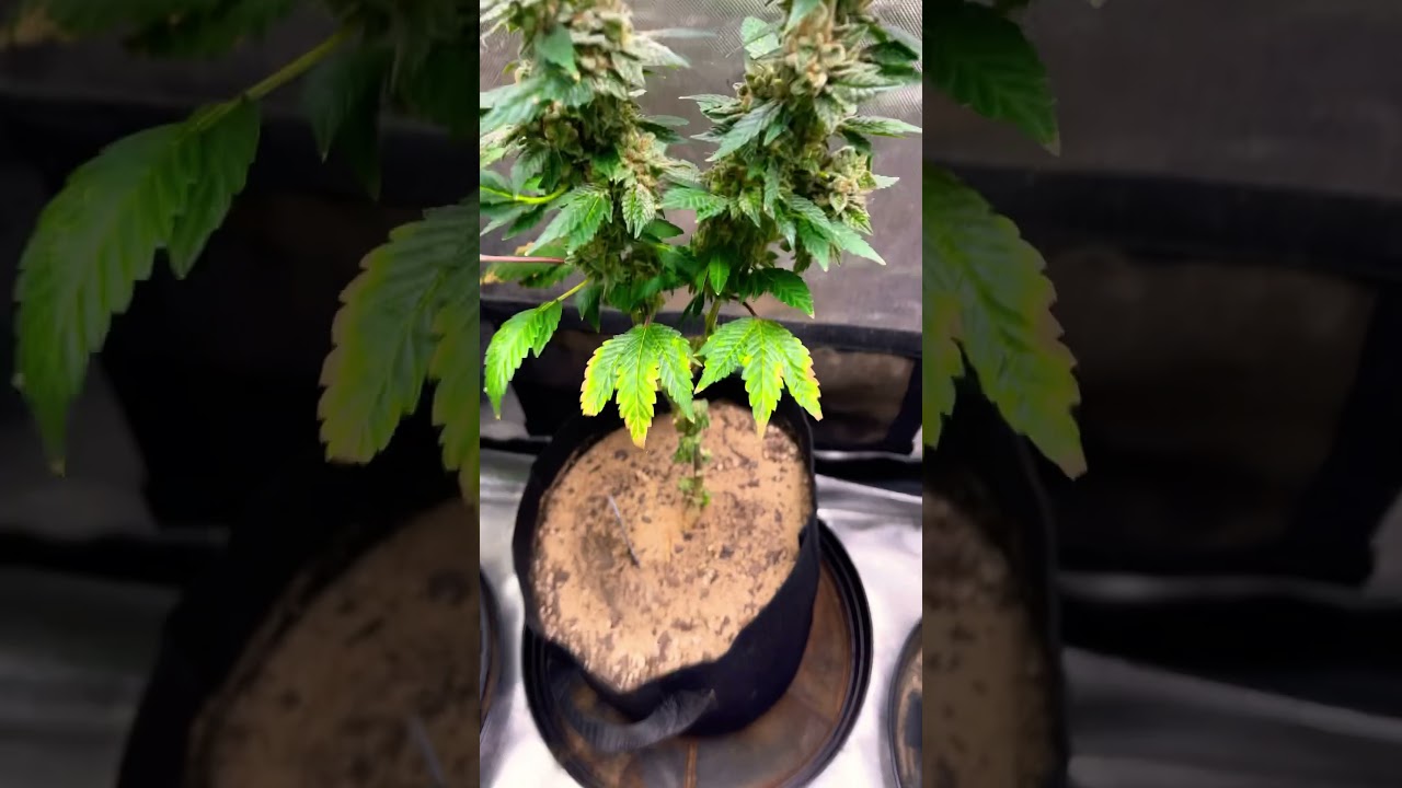 Show stopper OG Native Sun Genetics 🧬 #freetheplant #420community #exotic #420