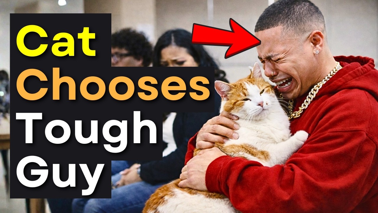 When Cats Choose Who Adopts Them ❤️ Adoption moments