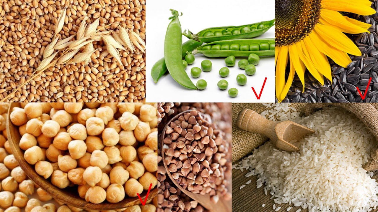 Biologiya 6-cı sinif 26. Toxumun quruluşu