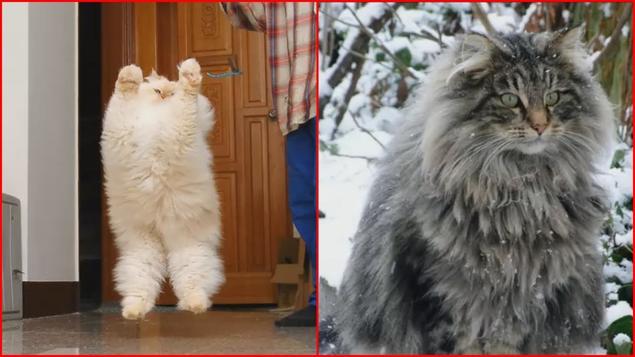The Fluffiest Cats In The World