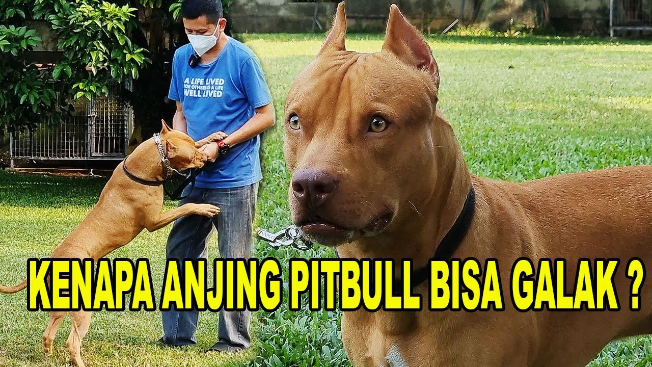 ANJING PITBULL GALAK - PENYEBABNYA & BAGAIMANA SOLUSINYA ?
