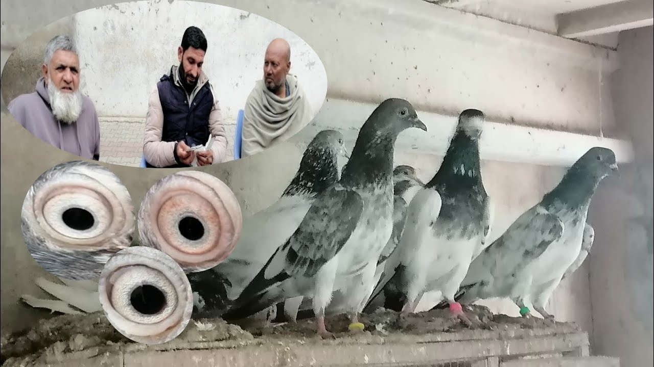 Chaudhary Pola Sahib ka ghar ka rexam wala kabootaron Ka Shauk 03077272130 #youtube #rexampigeon 