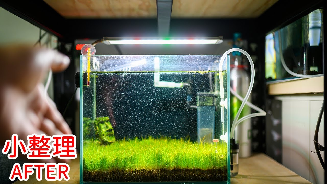 微整理 | 刷一刷一呎缸 DIY冷水機重新配線 rescape nano tank and rebuild Peltier cooler | 🎧 put on your headphones