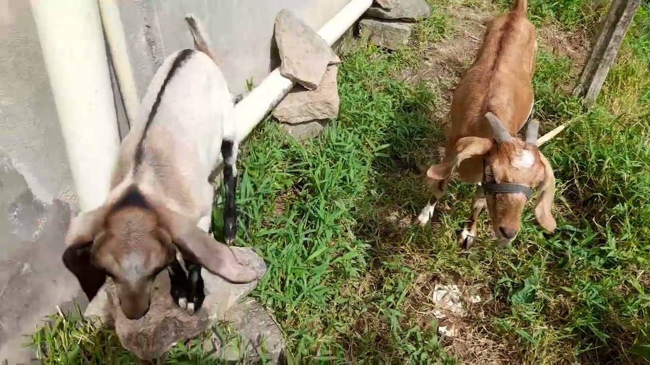 Muito importante trocar a água dos animais