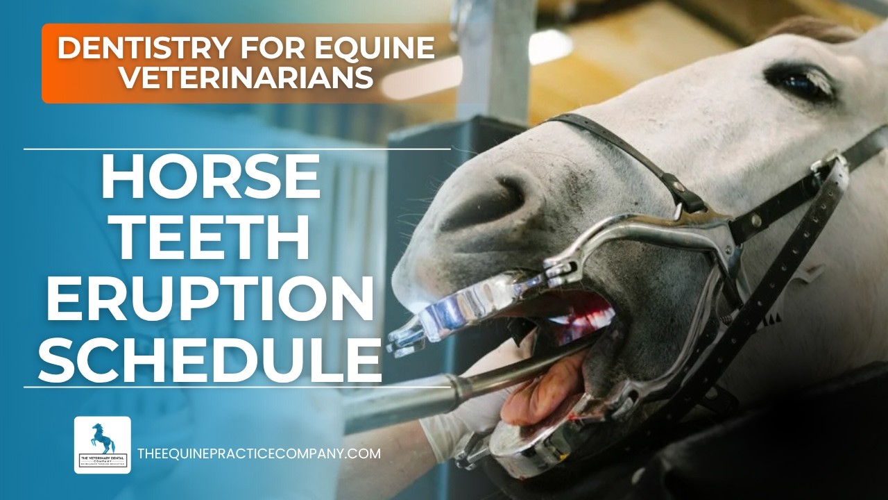 Horse Teeth Eruption Schedule: How Veterinarians Accurately Estimate Equine Age