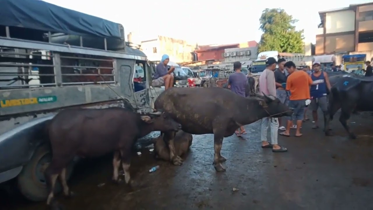 Bilihan ng mga kalabaw at buffalo. (Nov.7,2025) #viralvideo #livestock #buffalo #carabao #animals 