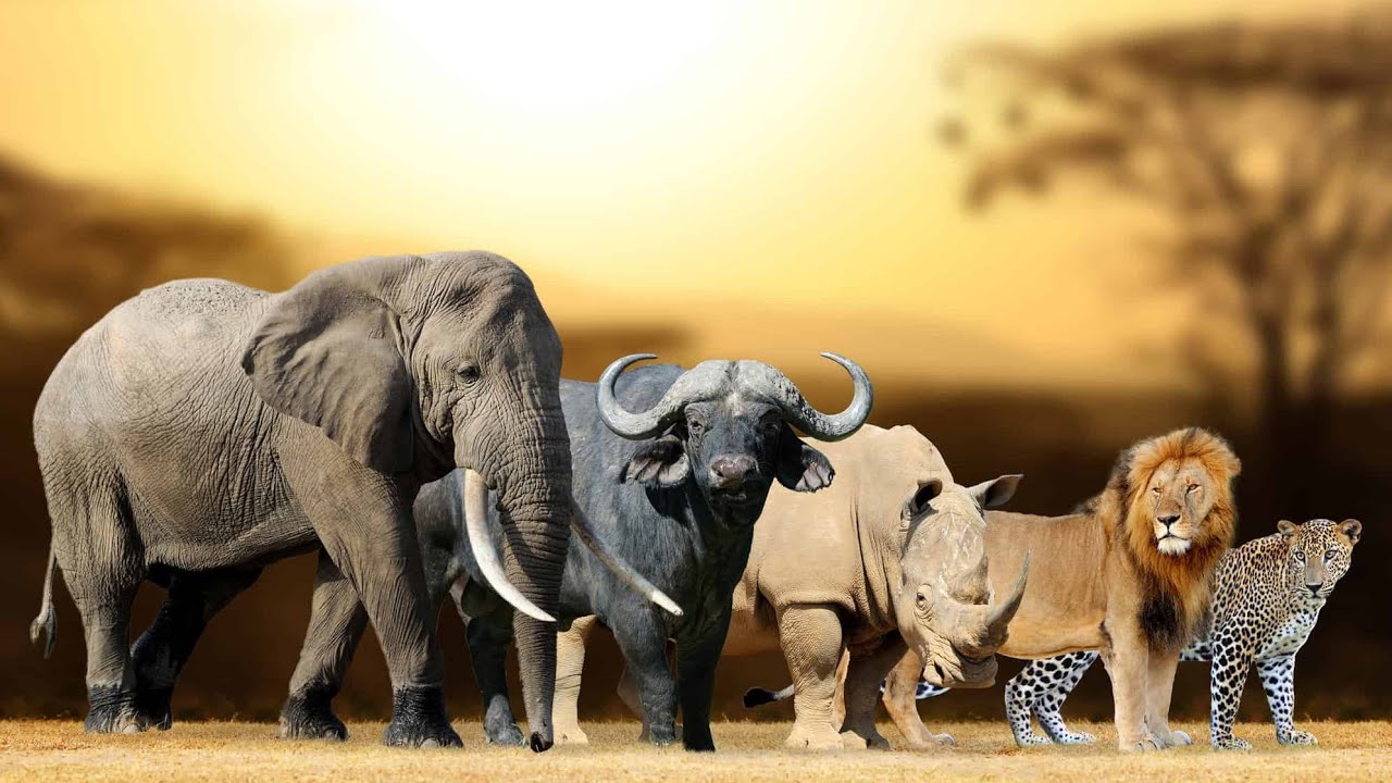 Meet an Elephant Family at Game Drive neurologische Johannesburg @jess_heelcann @traileryoung 