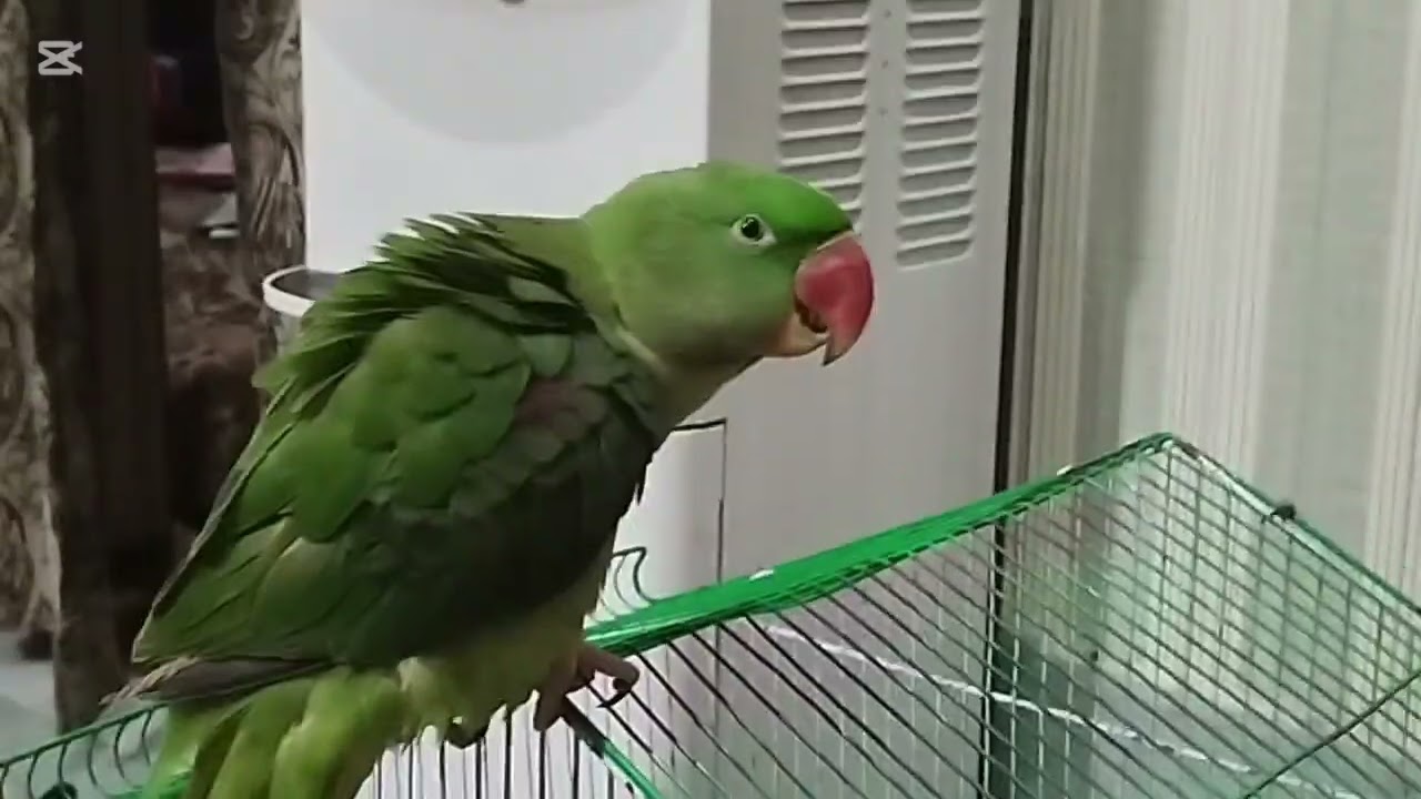 Beautiful parrot talking parrot 🦜🐦